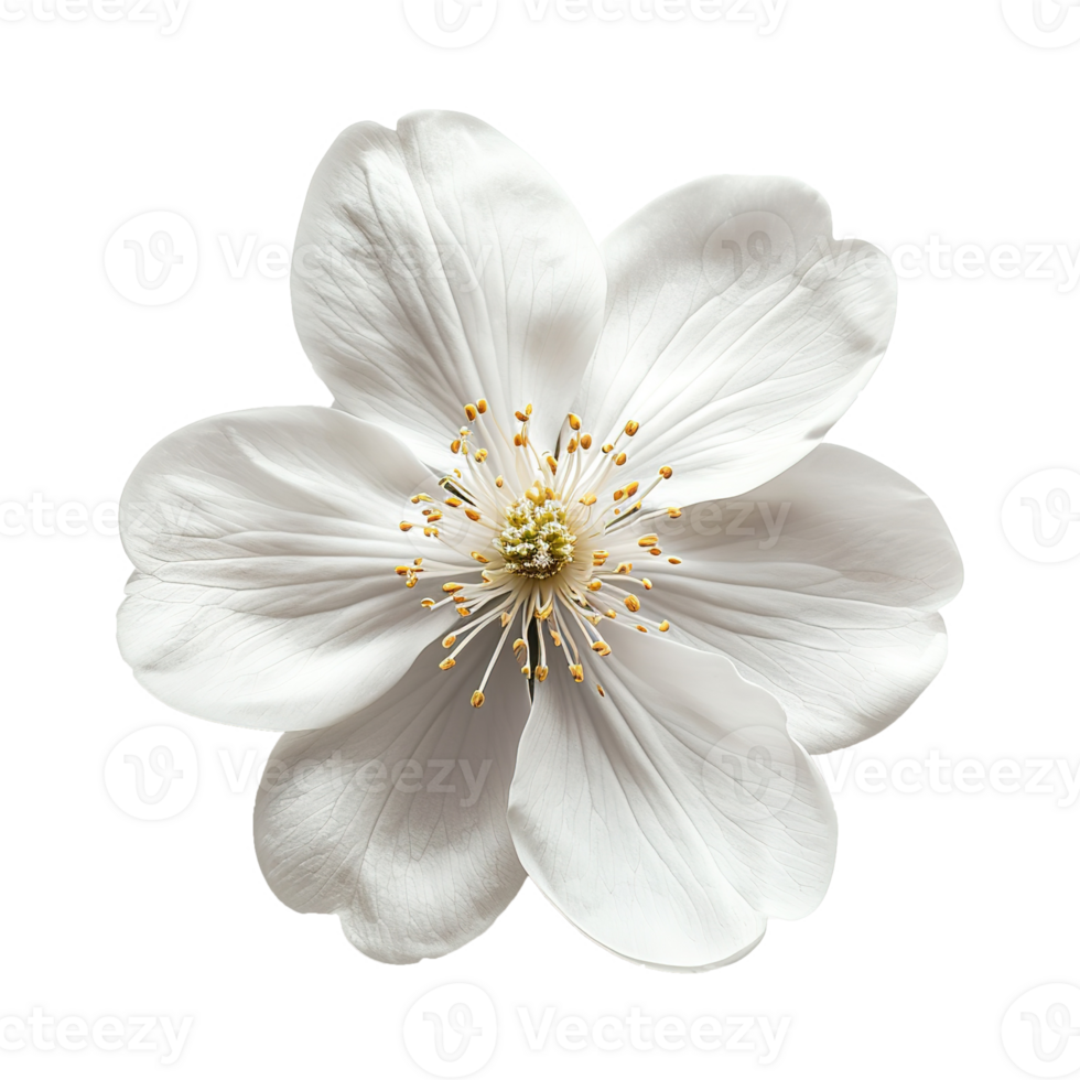 AI generated White hibiscus flower isolated on transparent background png