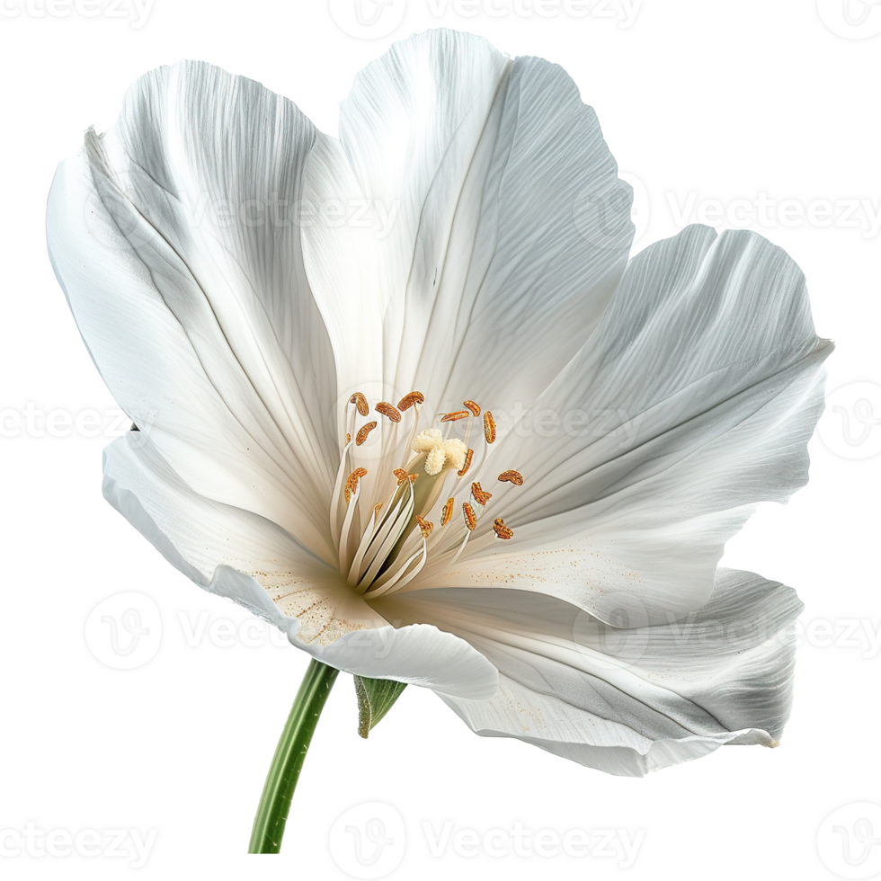 AI generated White flower isolated on transparent background. For use in scrapbooking, floristry or herbarium png