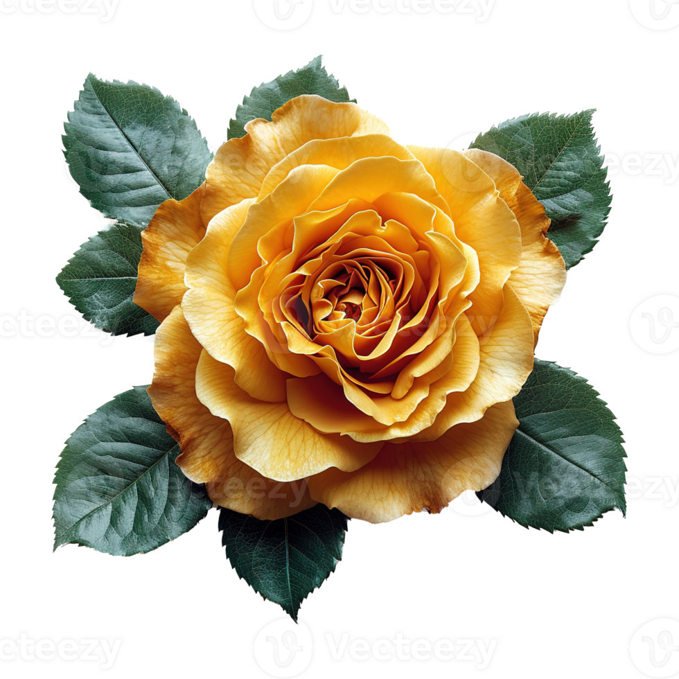 ai généré magnifique Jaune Rose avec vert feuilles isolé sur transparent Contexte png