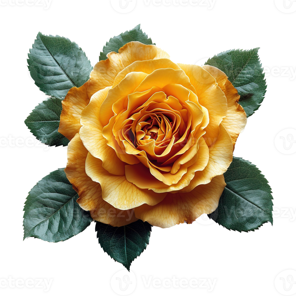 AI generated Beautiful yellow rose with green leaves isolated on transparent background png