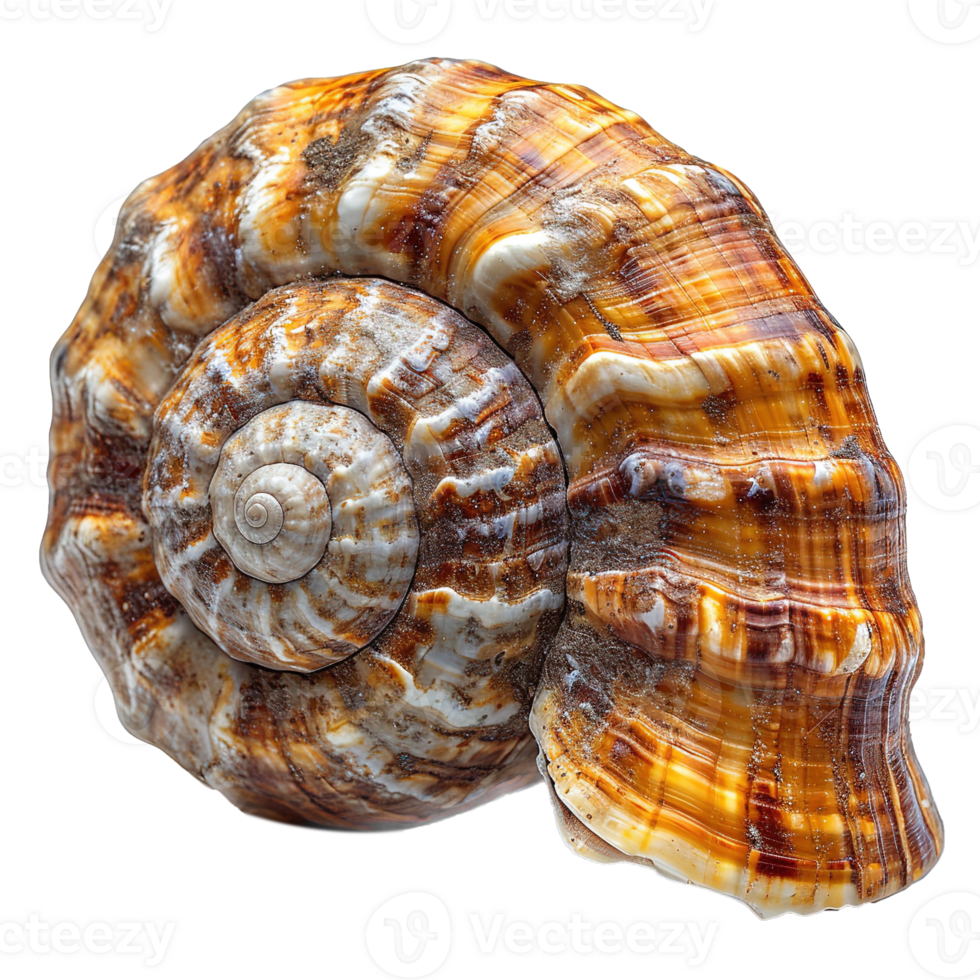 AI generated Spiral shell isolated on transparent background png