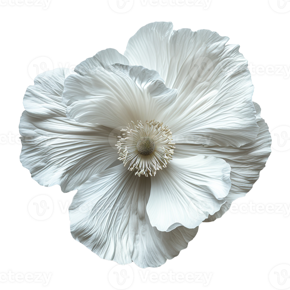 AI generated White hibiscus flower isolated on transparent background png