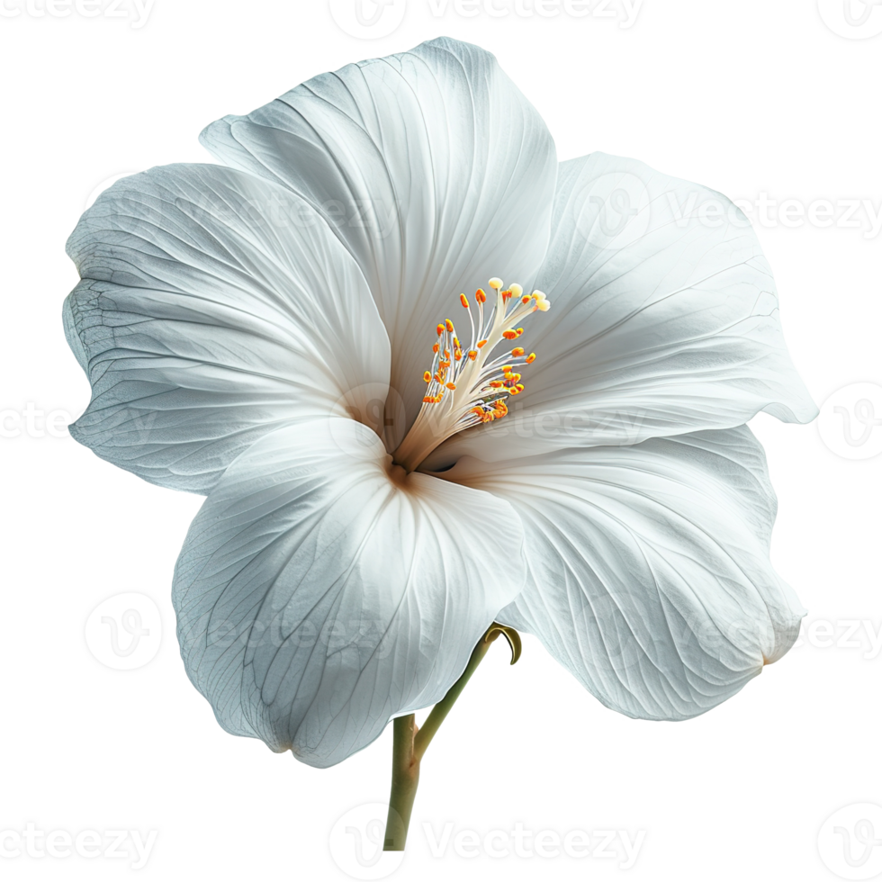 AI generated White hibiscus flower isolated on transparent background png