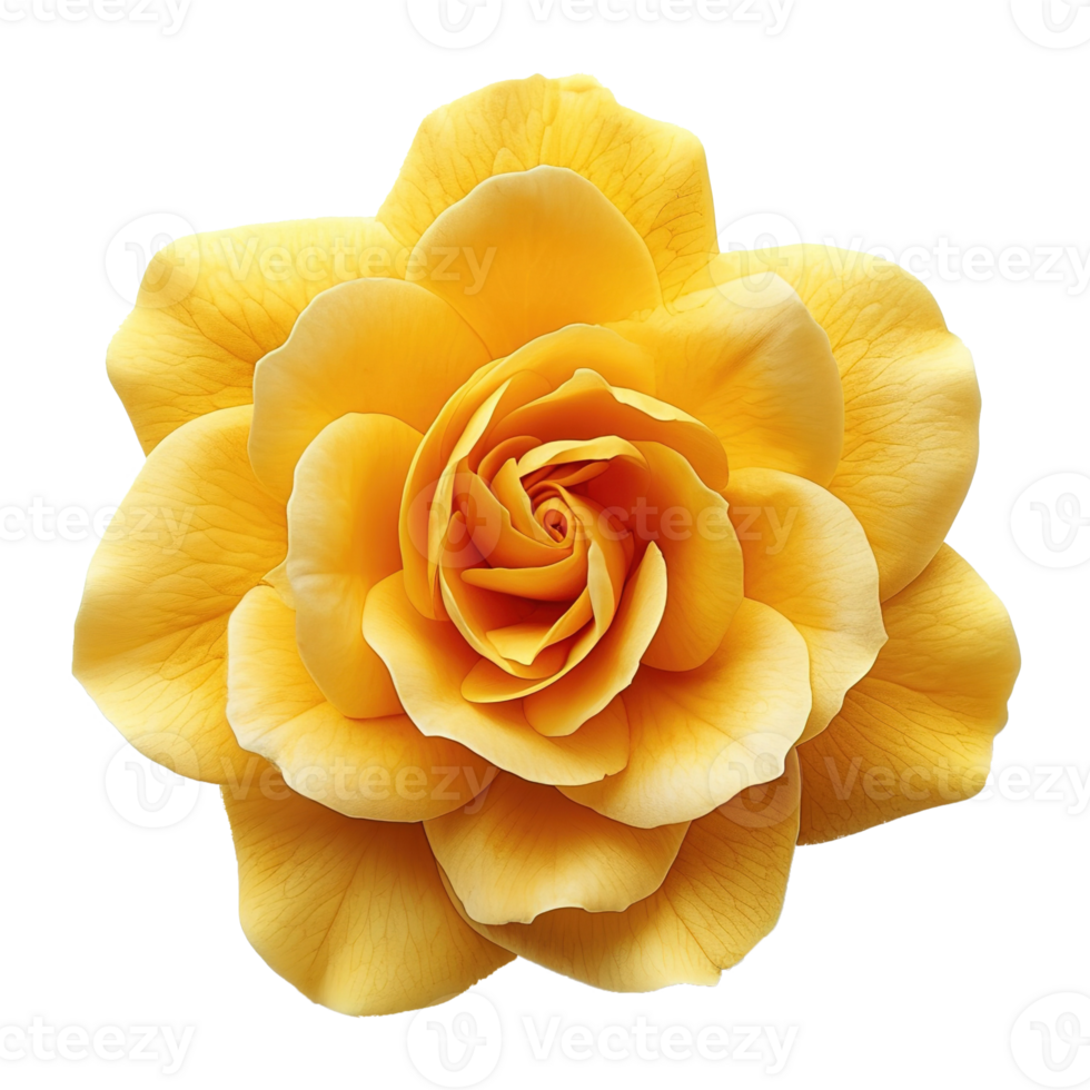 AI generated Yellow rose isolated on transparent background png