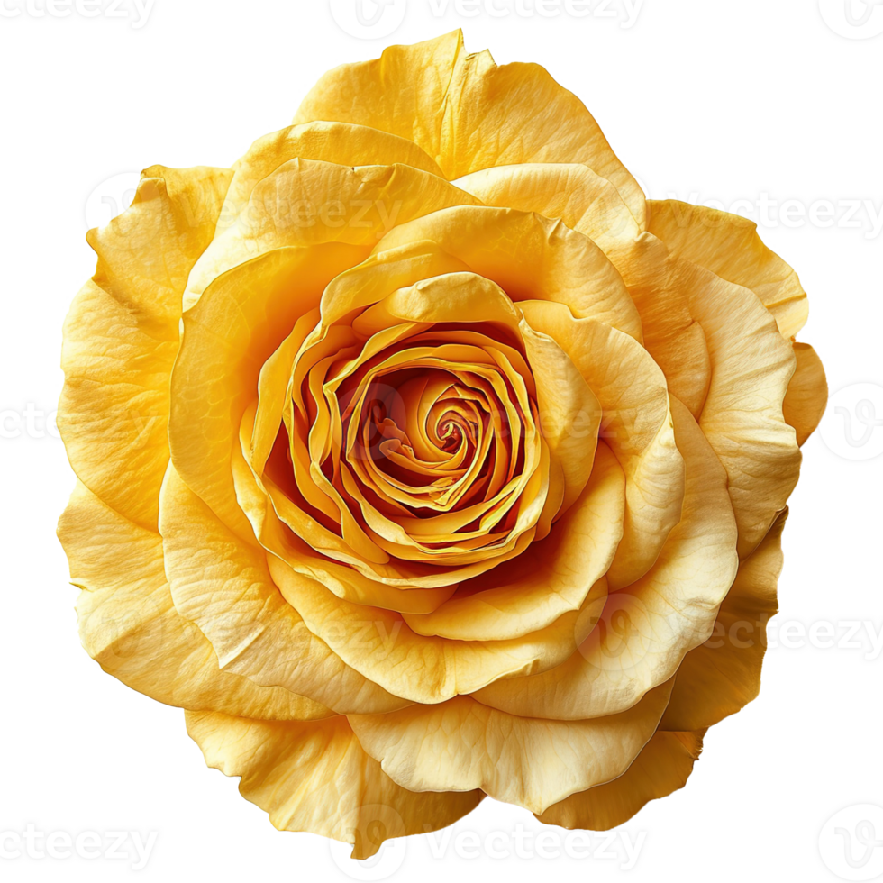 AI generated Yellow rose isolated on transparent background png