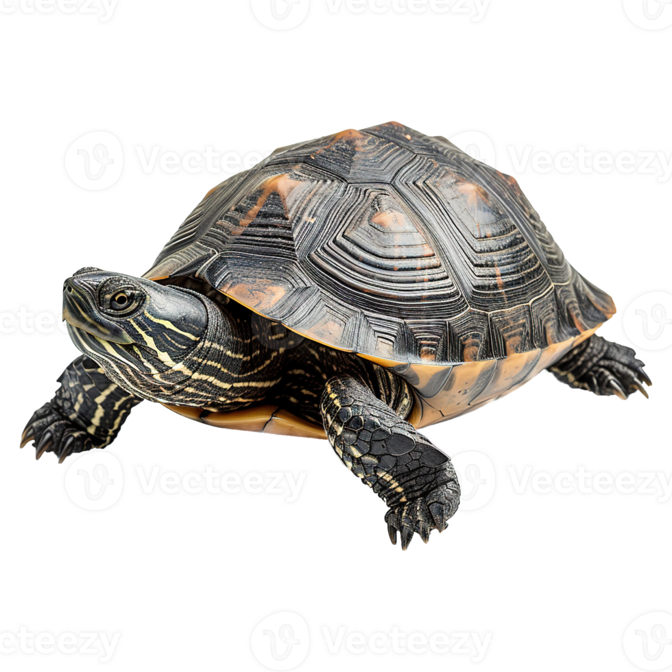 AI generated Turtle isolated on transparent background png