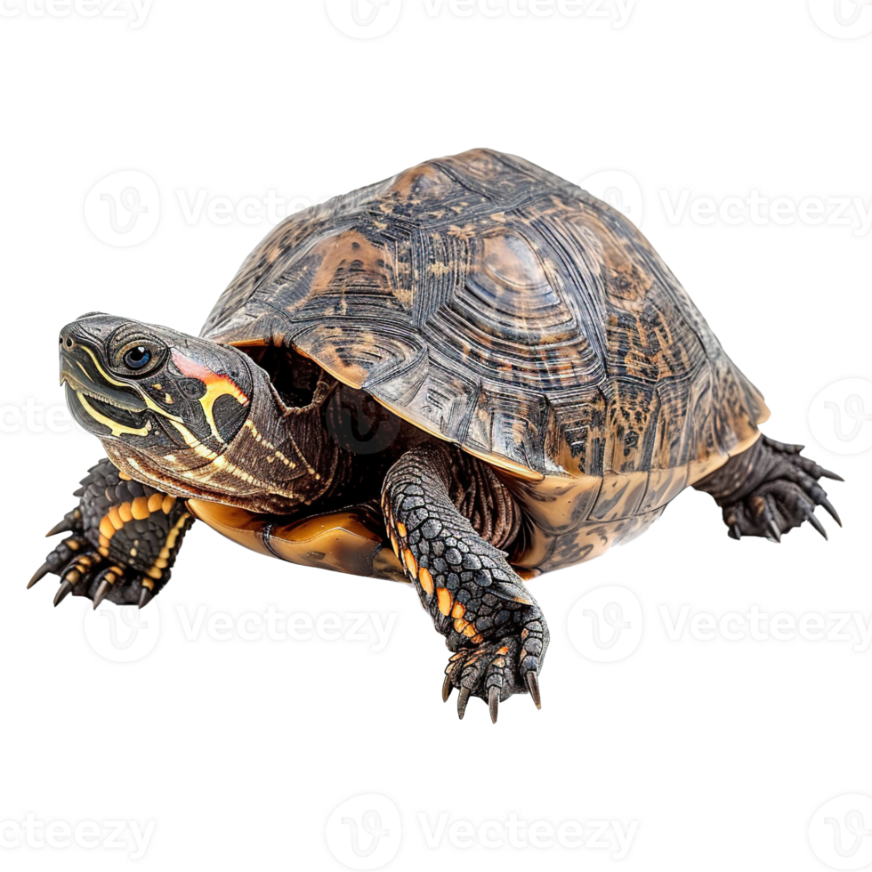 AI generated Turtle isolated on transparent background png