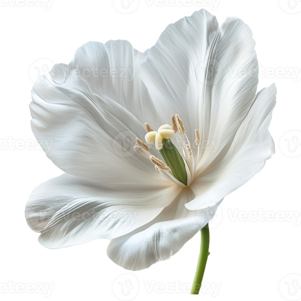 AI generated White flower isolated on transparent background. For use in scrapbooking, floristry or herbarium png