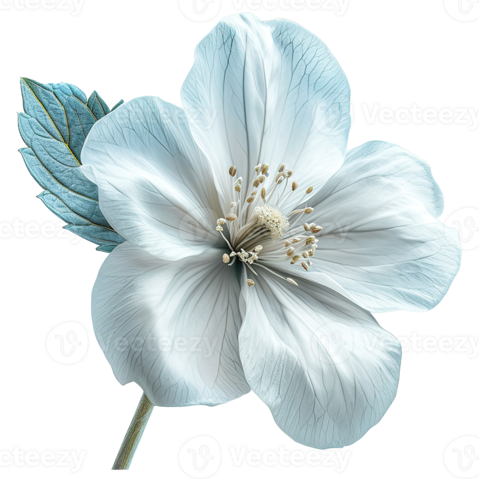 AI generated White flower isolated on transparent background. For use in scrapbooking, floristry or herbarium png