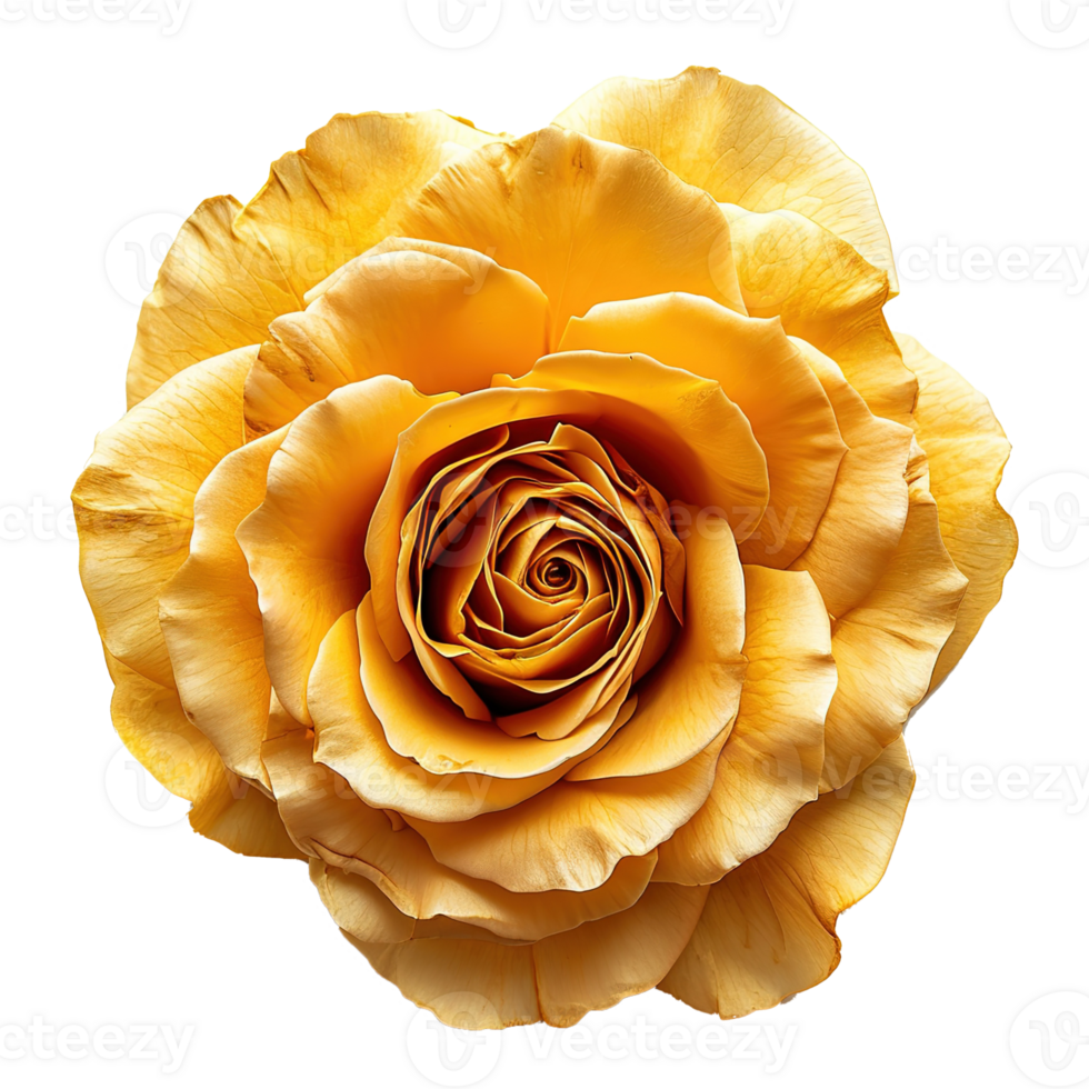 AI generated Yellow rose isolated on transparent background png