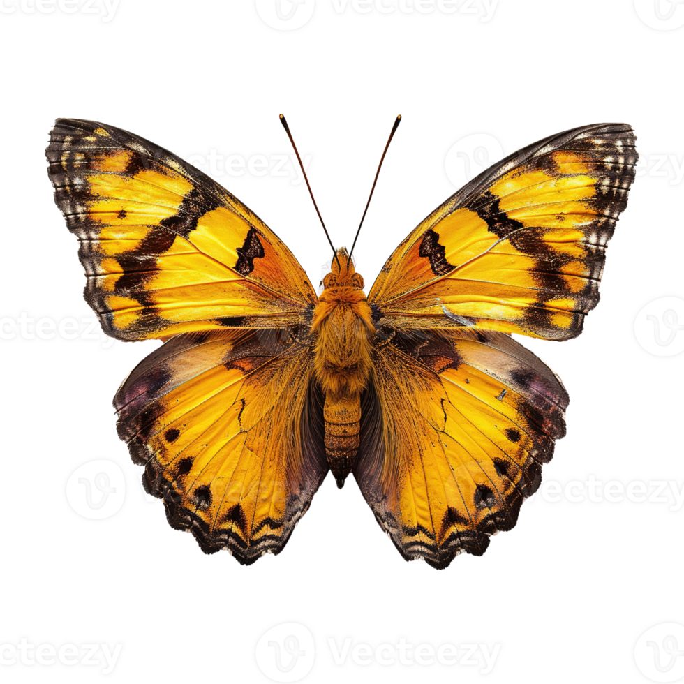 AI generated Butterfly isolated on transparent background png