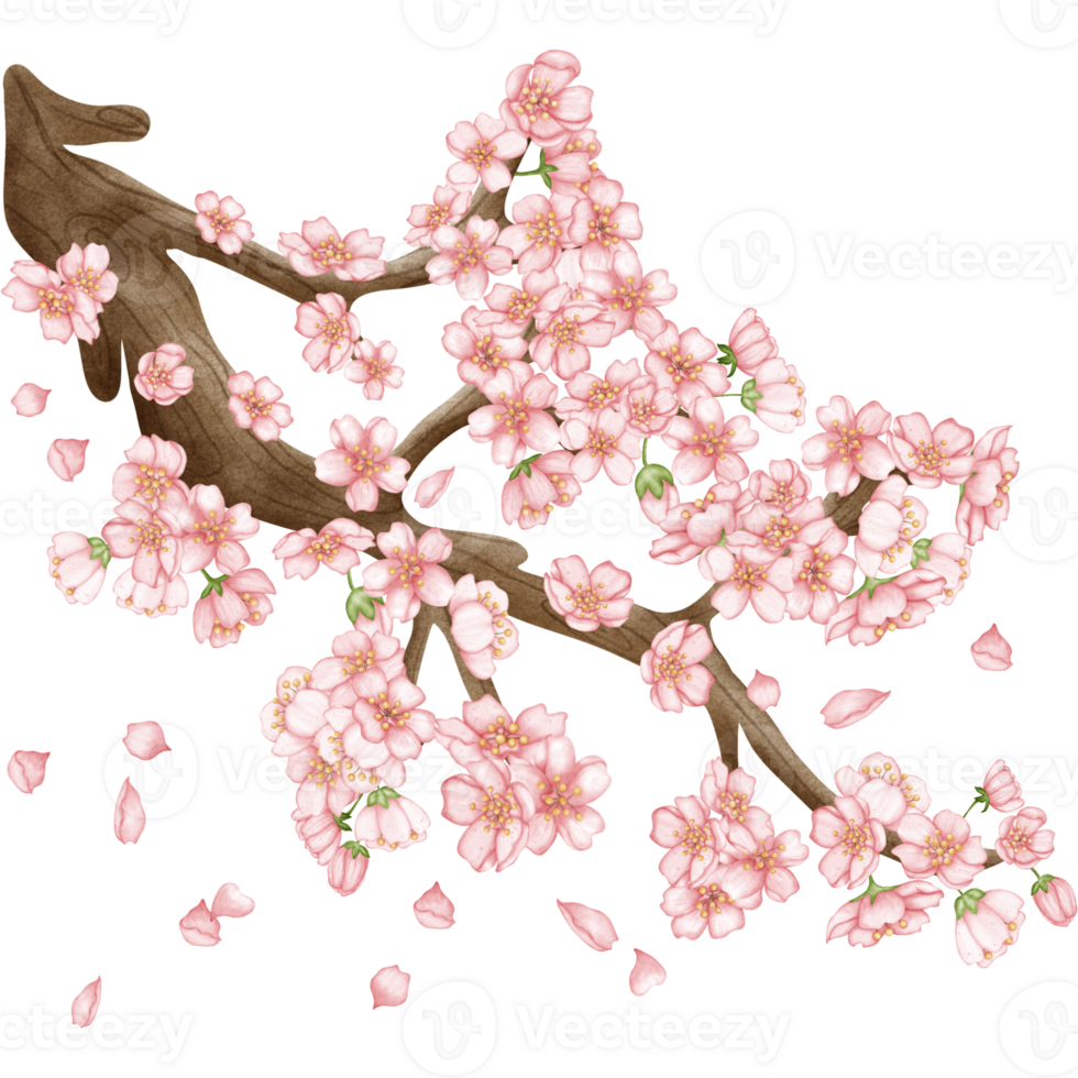 Kirsche blühen Zweig, Sakura Blume png