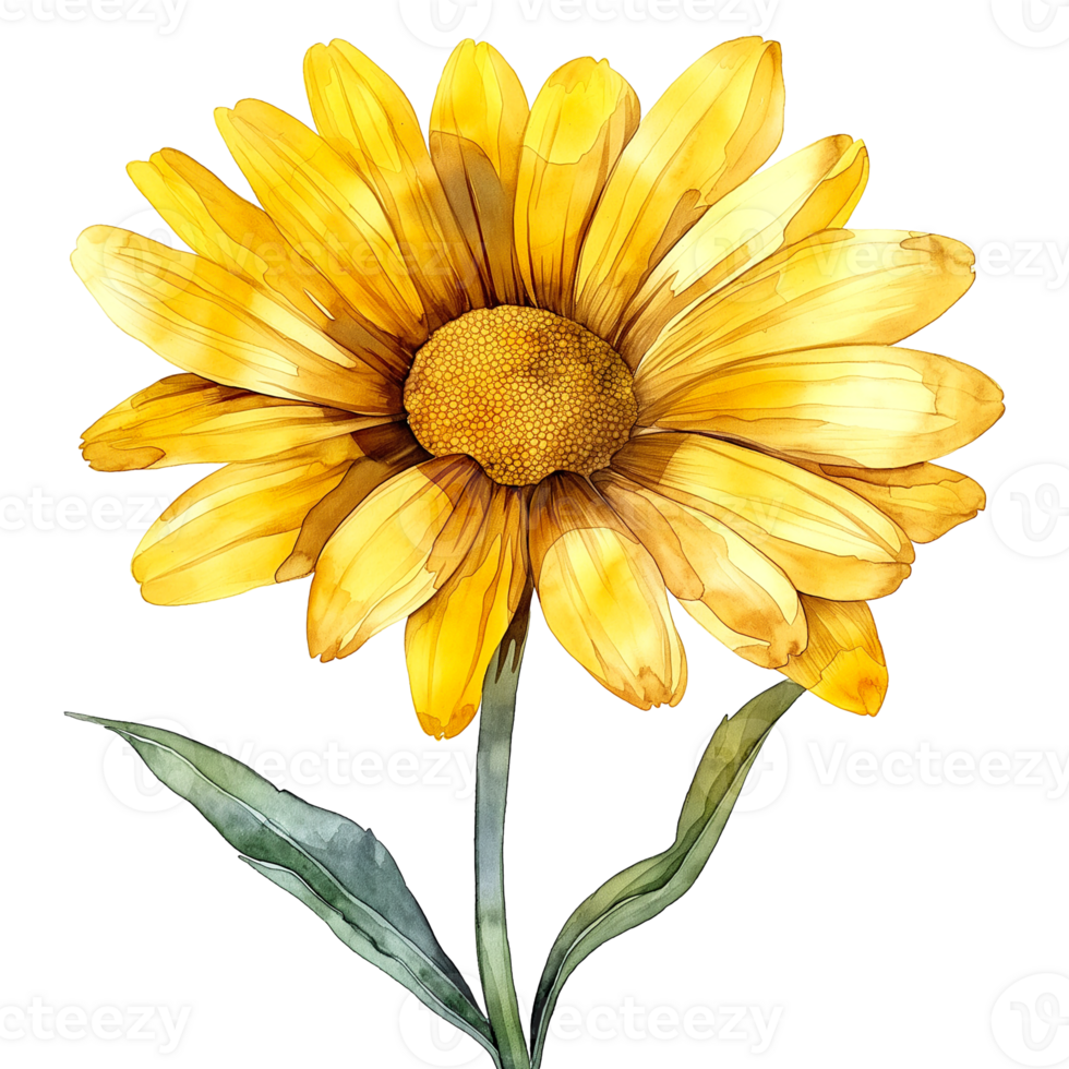AI generated Watercolor painting of yellow daisy flower isolated on transparent background. png