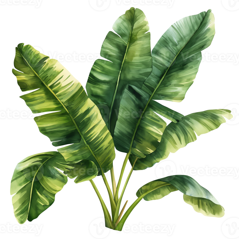 AI generated Watercolor painting of banana leaves isolated on transparent background. png