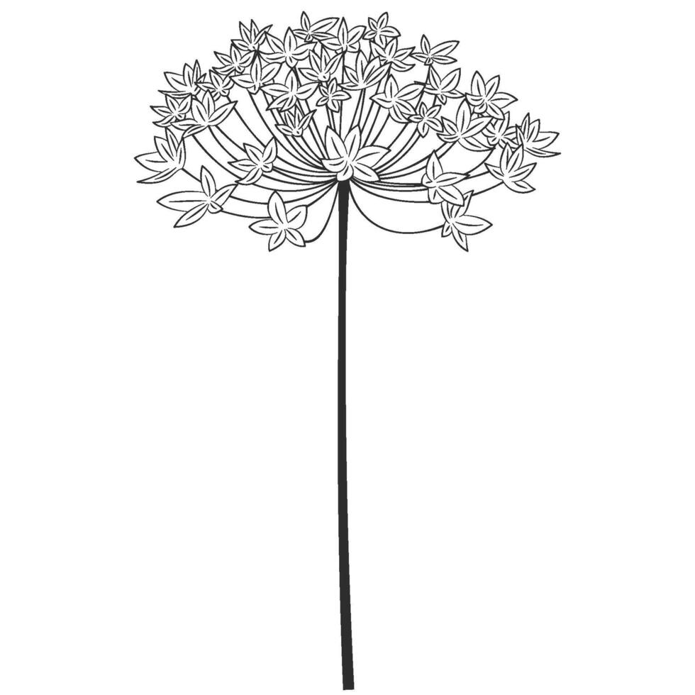 black dandelion line art vector
