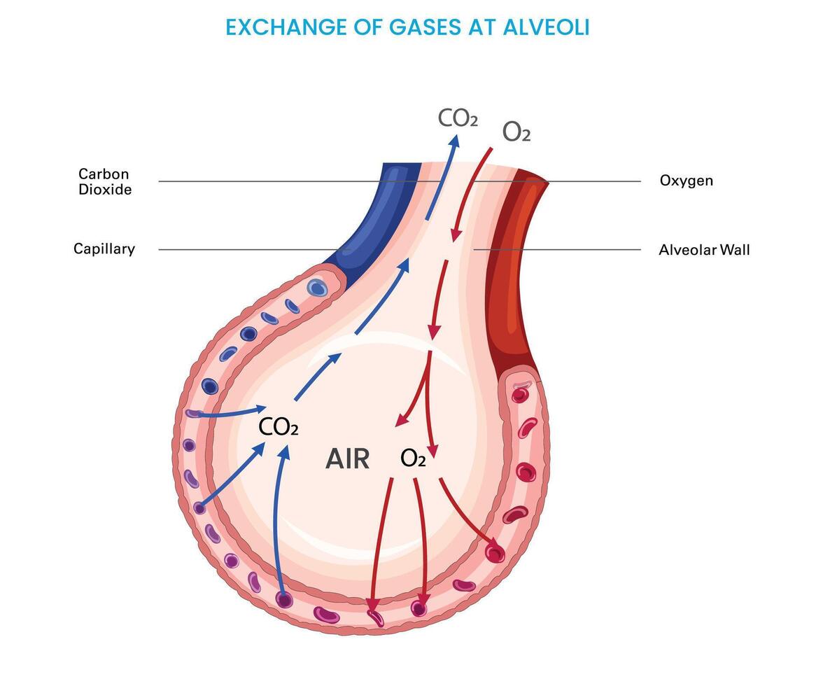 Alveoli exchange oxygen and carbon dioxide in lungs vector