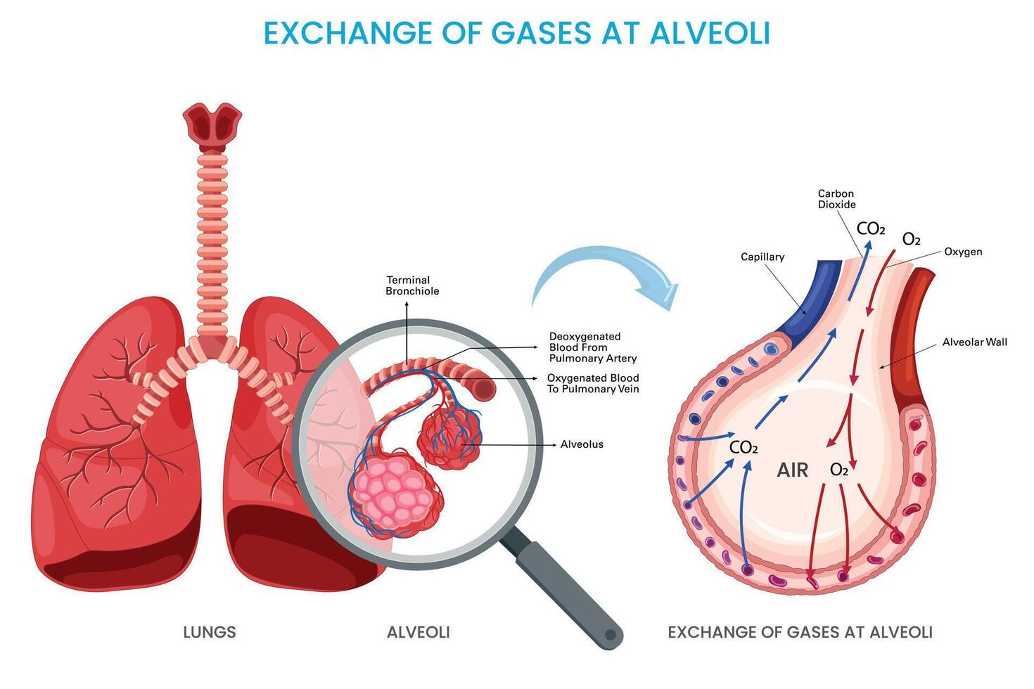 Exchange of gases at alveoli, Oxygen diffuses into the bloodstream while carbon dioxide exits vector