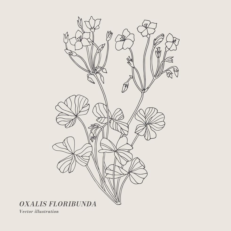 Hand draw vector oxalis floribunda flowers illustration. Botanical floral card on white background