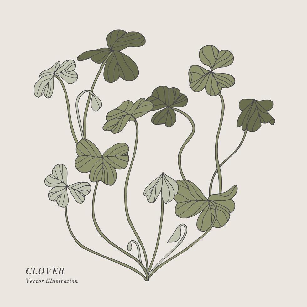 Hand draw vector clover herbal illustration. Botanical floral card on white background