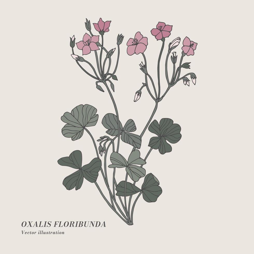 Hand draw vector oxalis floribunda flowers illustration. Botanical floral card on white background