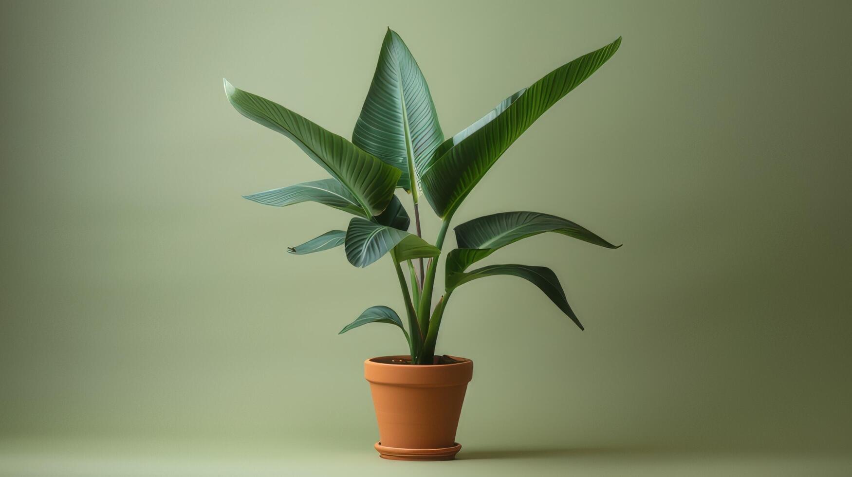 AI generated A miniature bird of paradise plant housed in a terracotta pot. photo