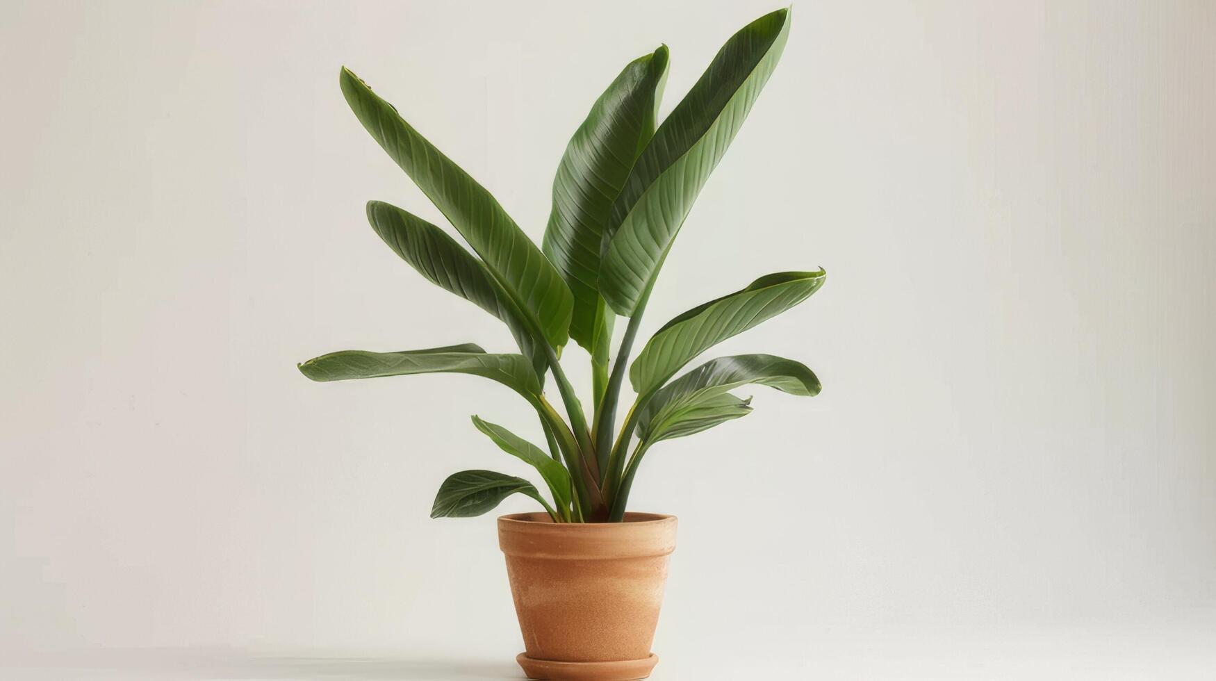 AI generated A miniature bird of paradise plant housed in a terracotta pot. photo