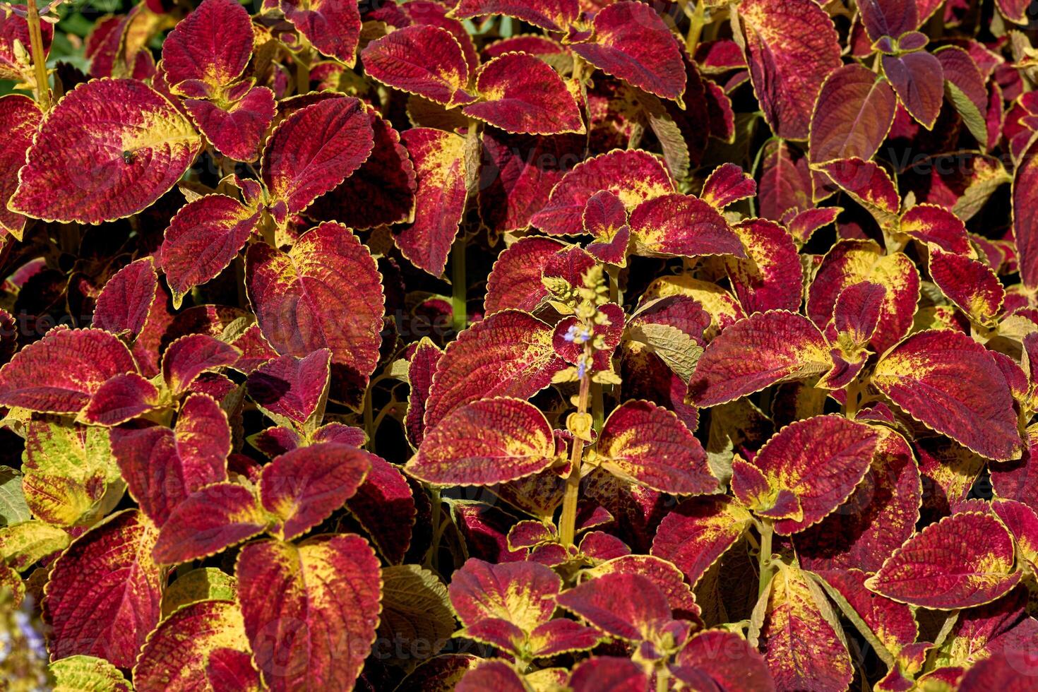 Landscaping. Red ornamental plant Coleus of the Lamiaceae family in a flowerbed photo