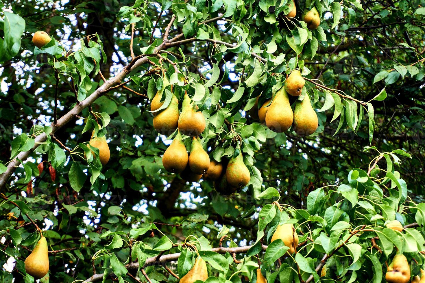 Ripe juicy pears on green branches for sale in the market and in the store photo