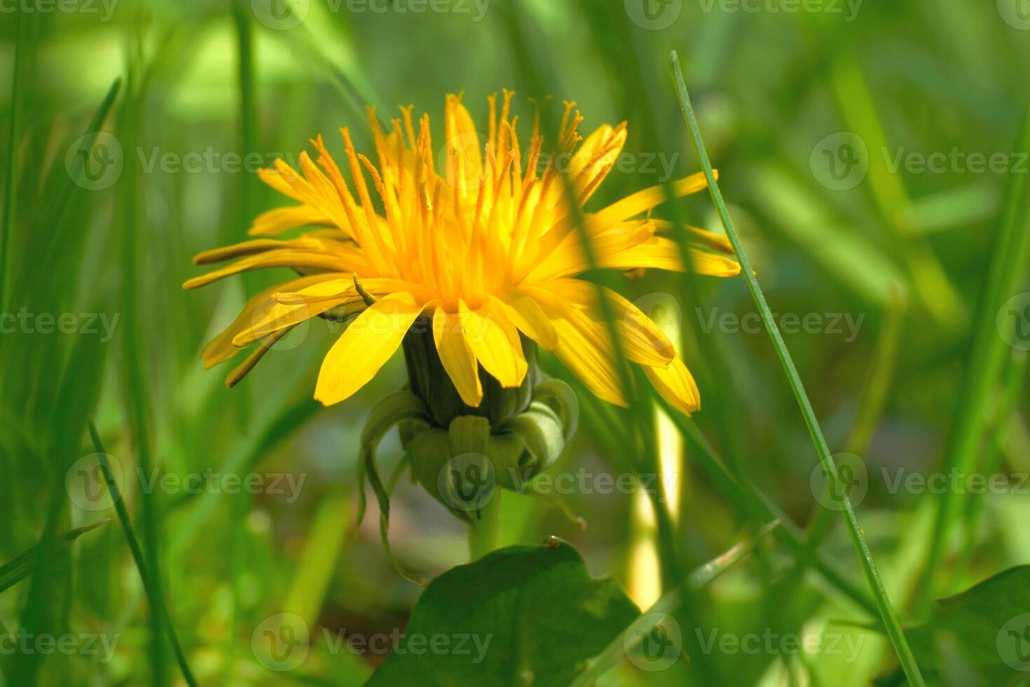 Cute nice yellow dandelion flower on a green meadow photo