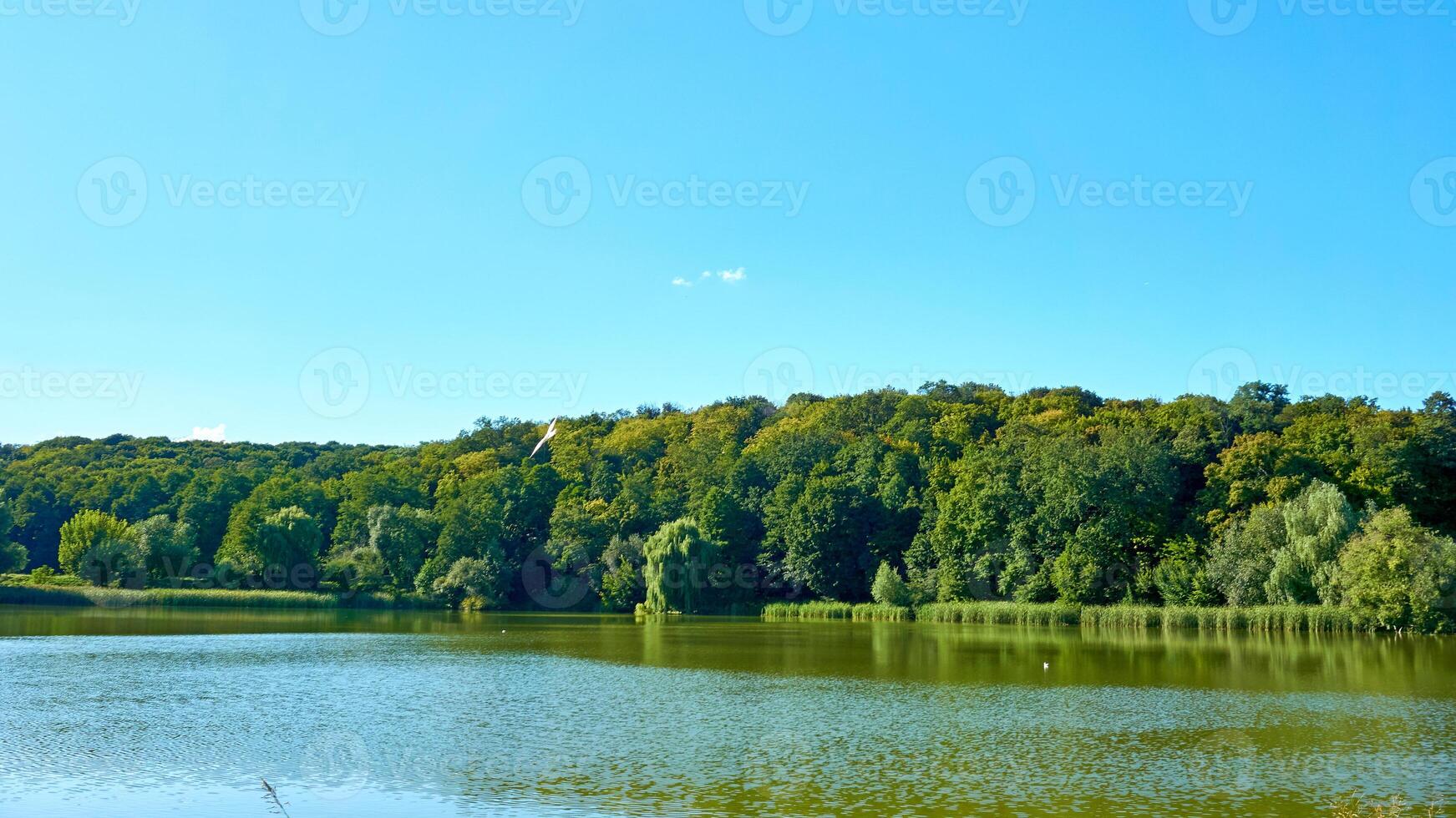 bosque azul lago rodeado por arboles y cañas.calma verano foto