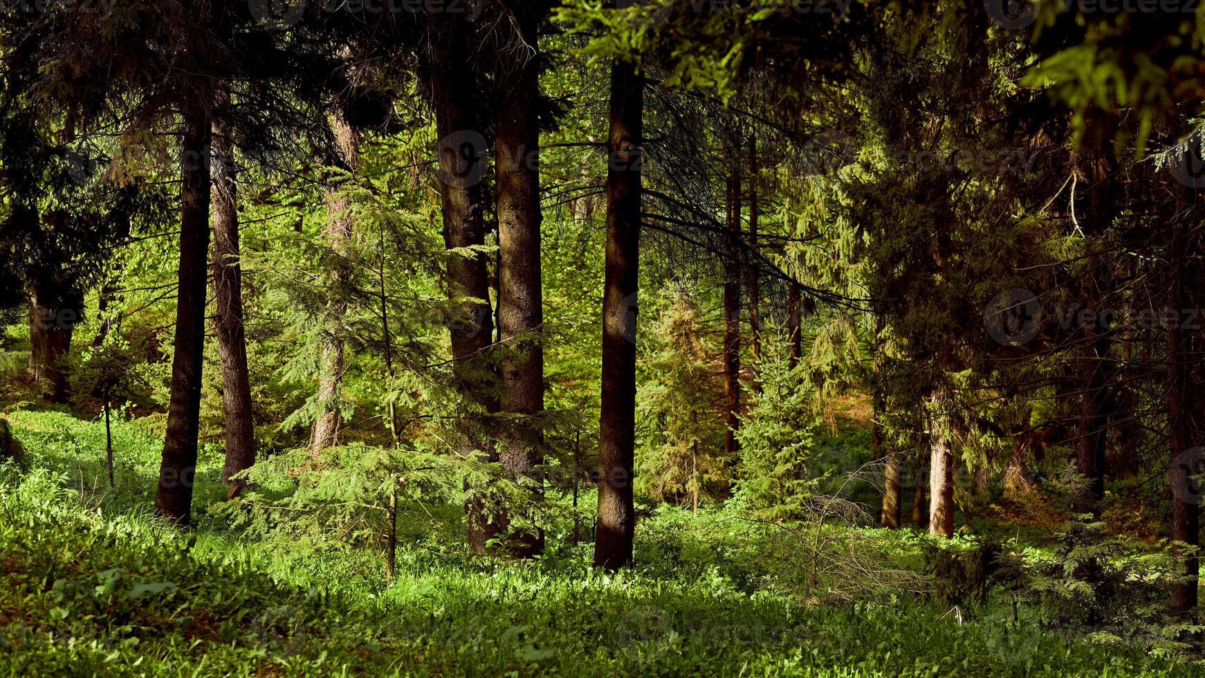 Fabulous green forest thicket with firs and lush grass photo