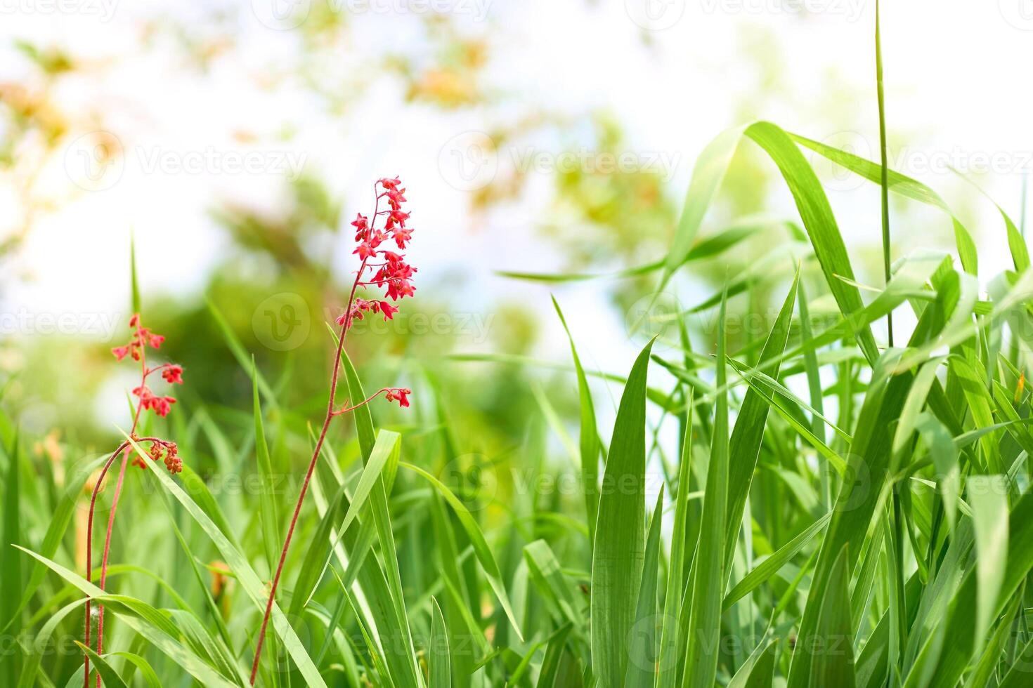 Red cute flower among green grass in the meadow photo