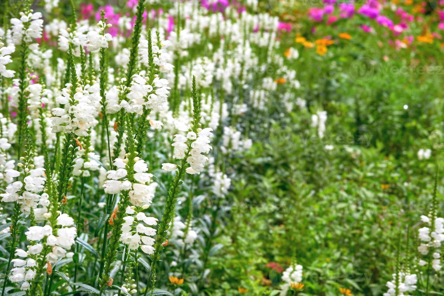 Young blooming white Physostegia virginiana flowers for landscaping, gardening photo