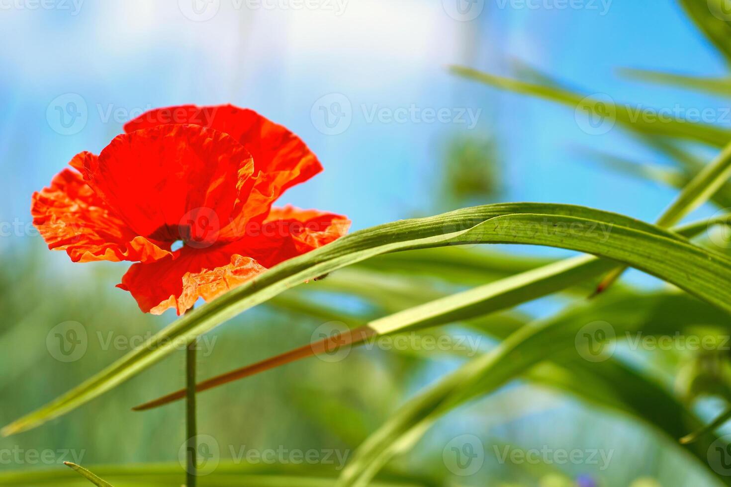 Sunny warm summer meadow with red scarlet tender medicinal poppie photo