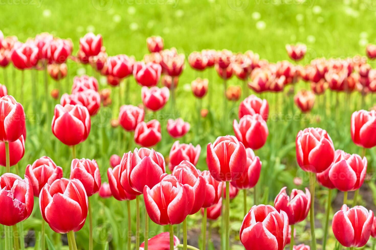 Delicate carpet picture of red pink tulips in the park, plantation photo