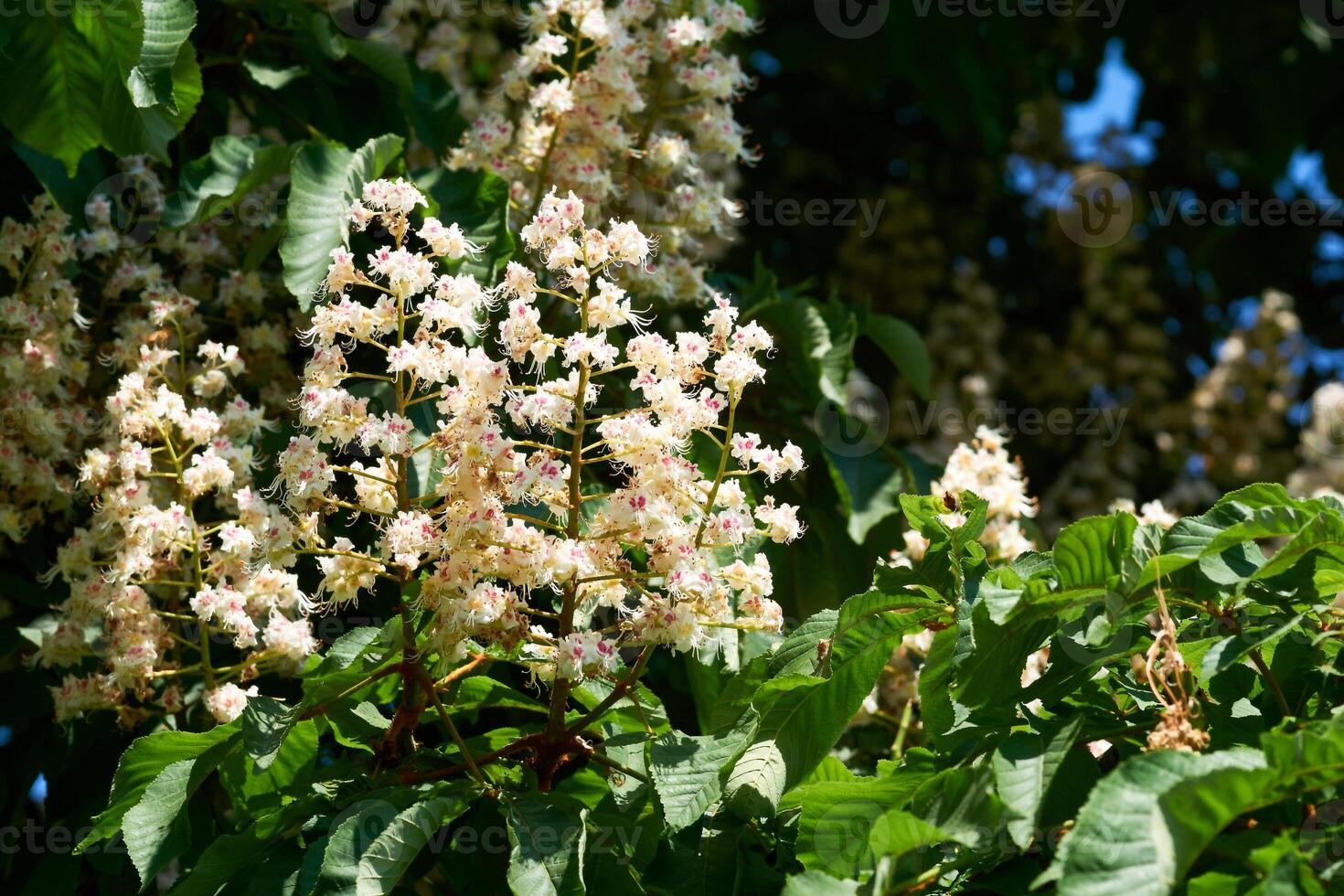 Cute lush chestnut thickets with fragrant spring flowers photo