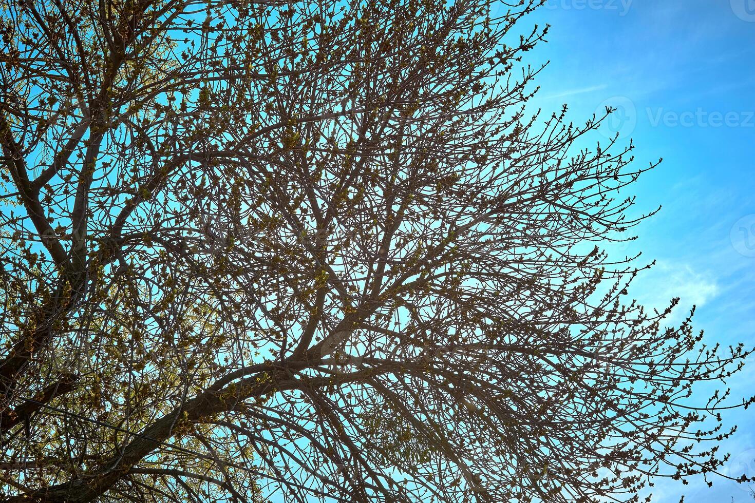 Spring green flowering trees and bright sky on a warm day photo