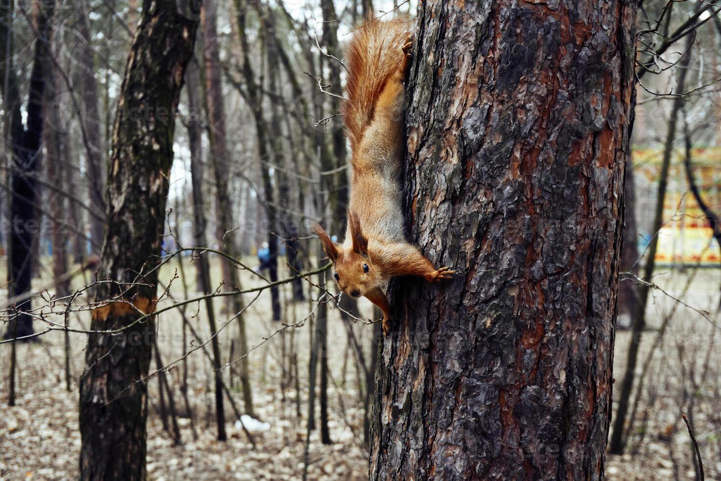 Cute funny squirrel on a pine tree in a forest park photo