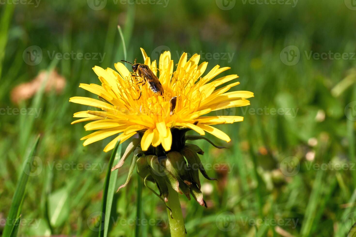 A curious bug collects pollen on a yellow dandelion photo