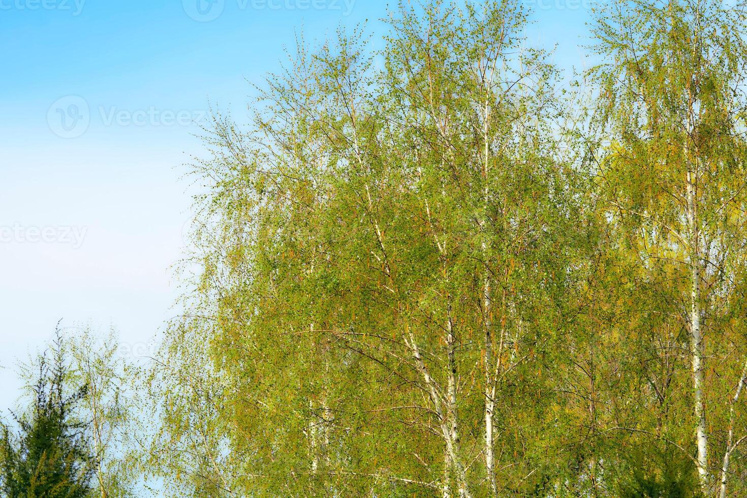 Spring mood. Watercolor blossoming deciduous trees birches, sunny sky photo