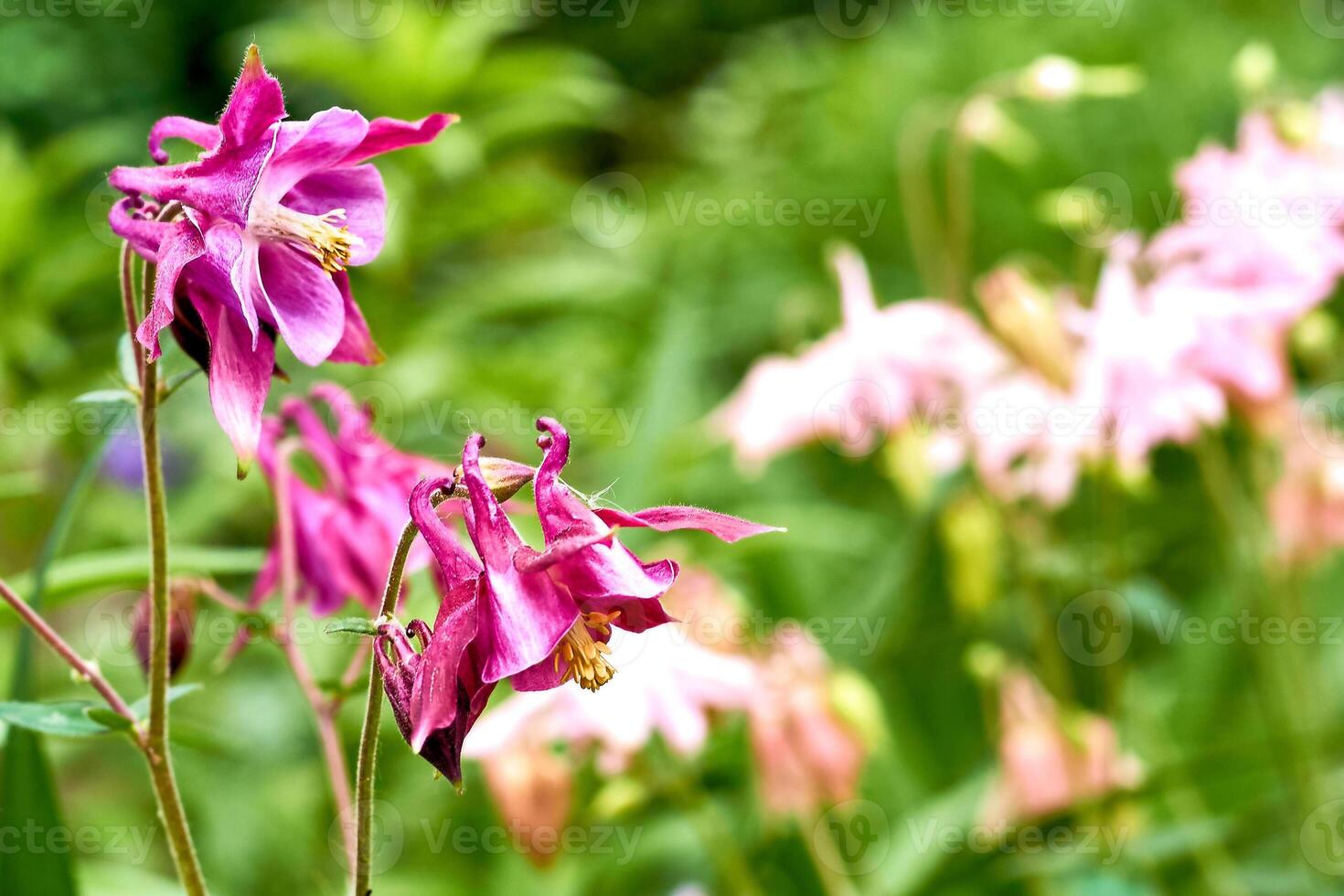 Lovely pink magenta garden flowers bluebells and pale greens photo