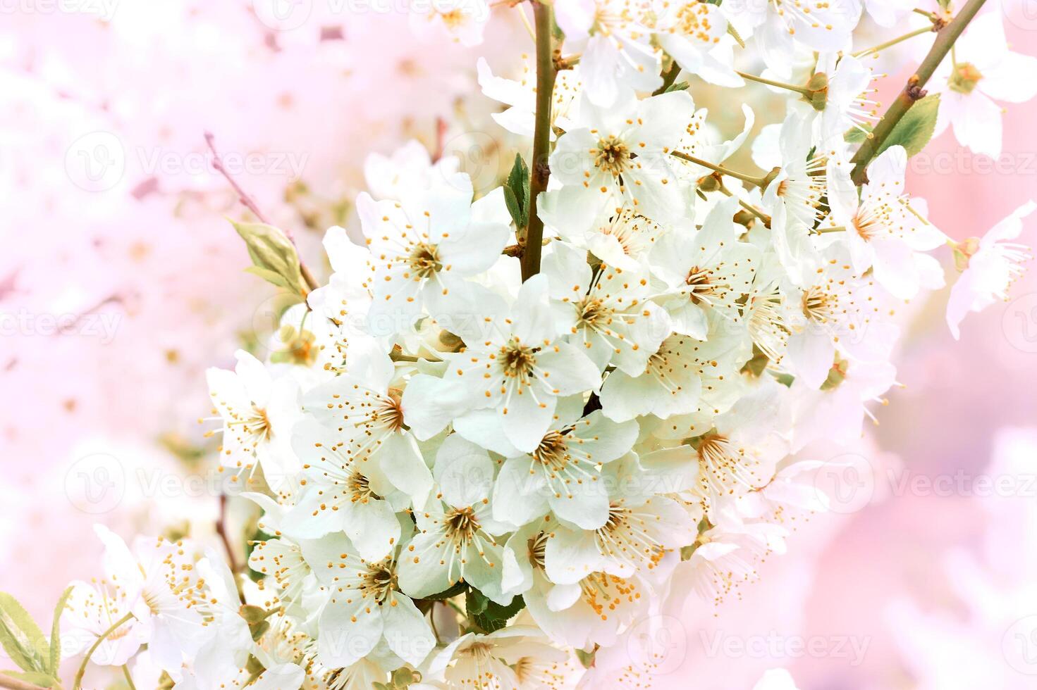 Tender lovely cute flowers in spring warm sunny day photo