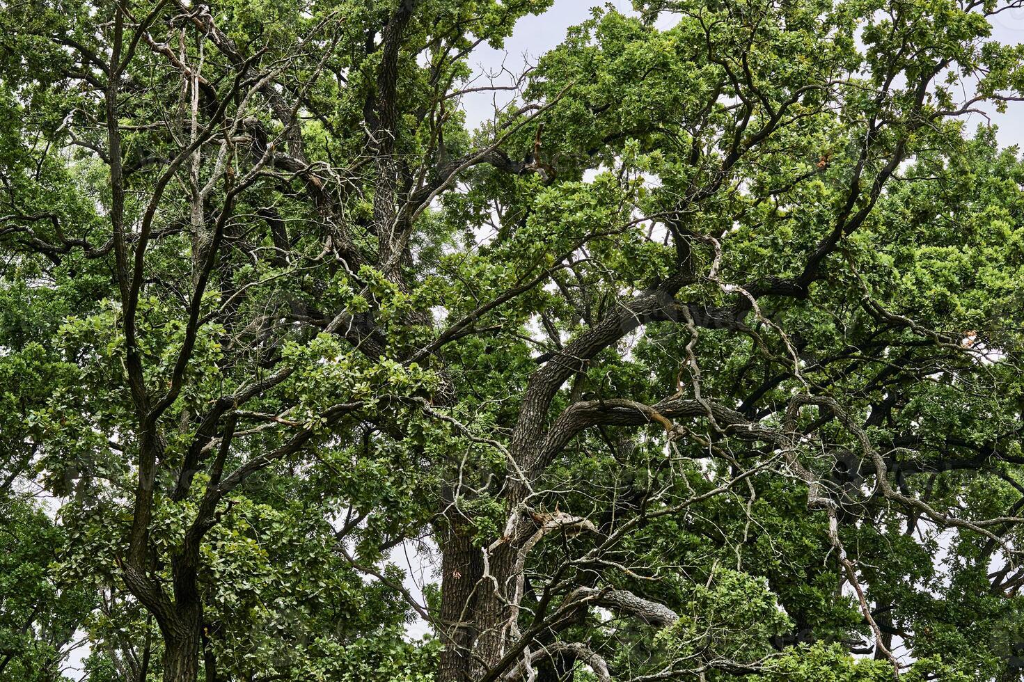 Green crown of a large strong old tree with spreading branches photo