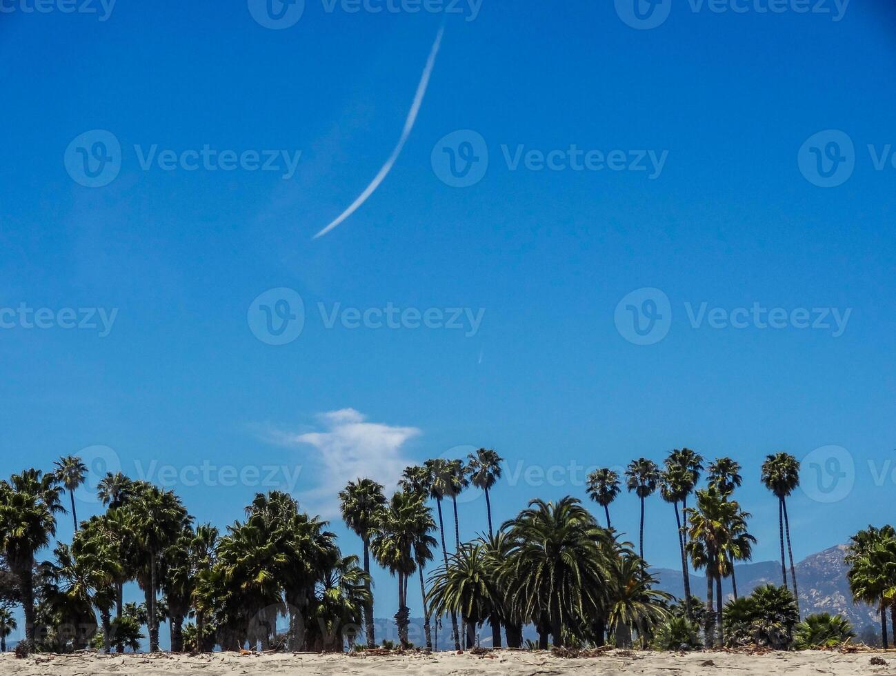 Palm trees at beach in California. Blue Sky photo