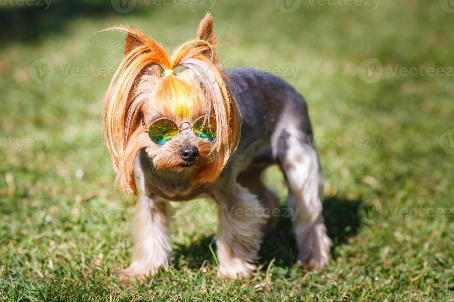 puppy of yorkshire terrier small dog with rainbow sunglasses on green grass blurred background photo