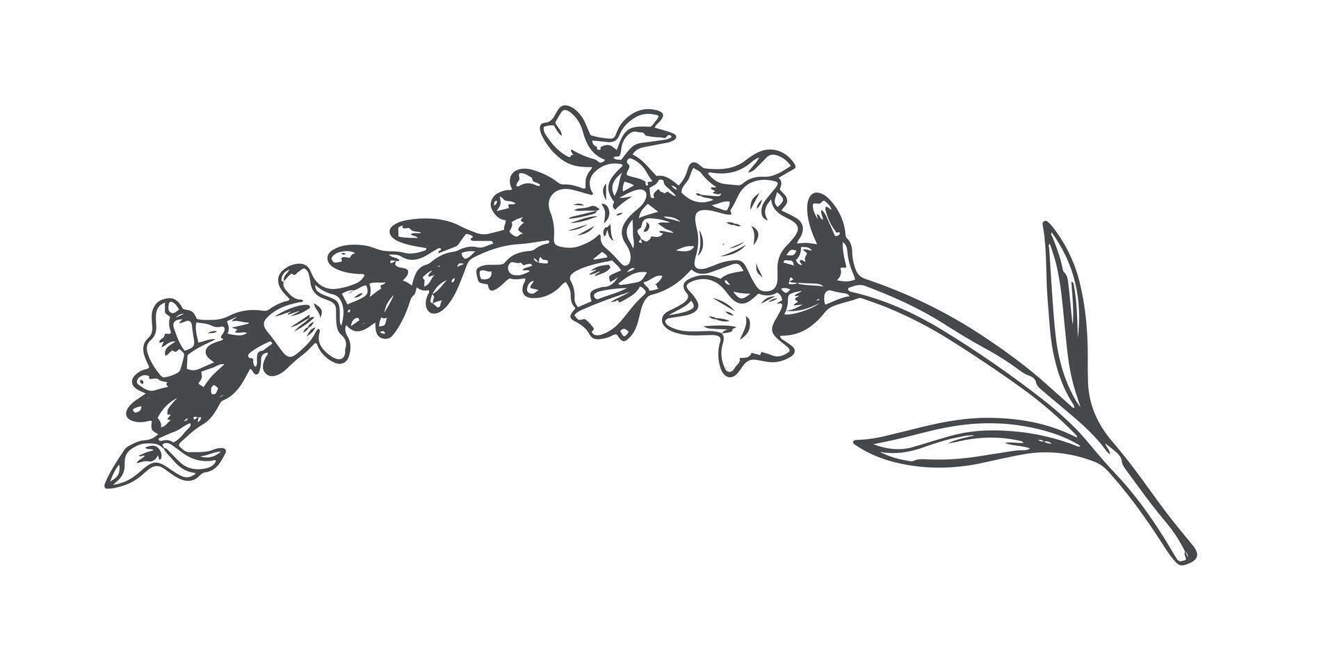 Lavender flower. Vector sketch, ink drawing, imitation engraving. Wildflower for wrapper, frame or border design. Logo in Provence style.