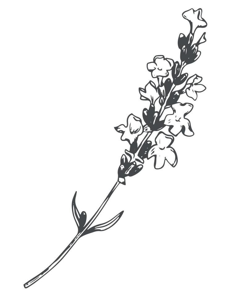 Lavender flower. Vector sketch, ink drawing, imitation engraving. Wildflower for wrapper, frame or border design. Logo in Provence style.