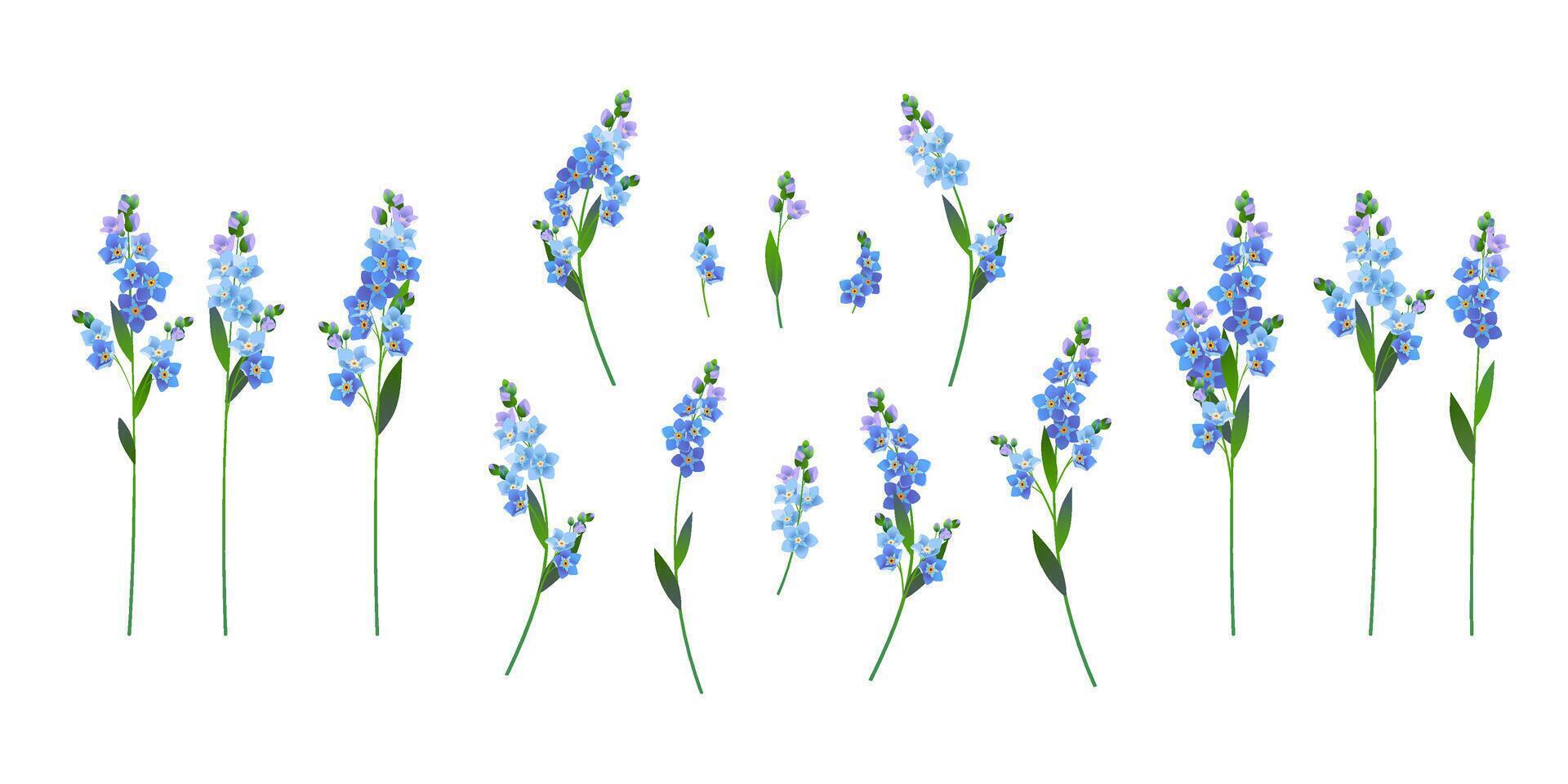 olvidar yo no flor. azul primavera flores vector