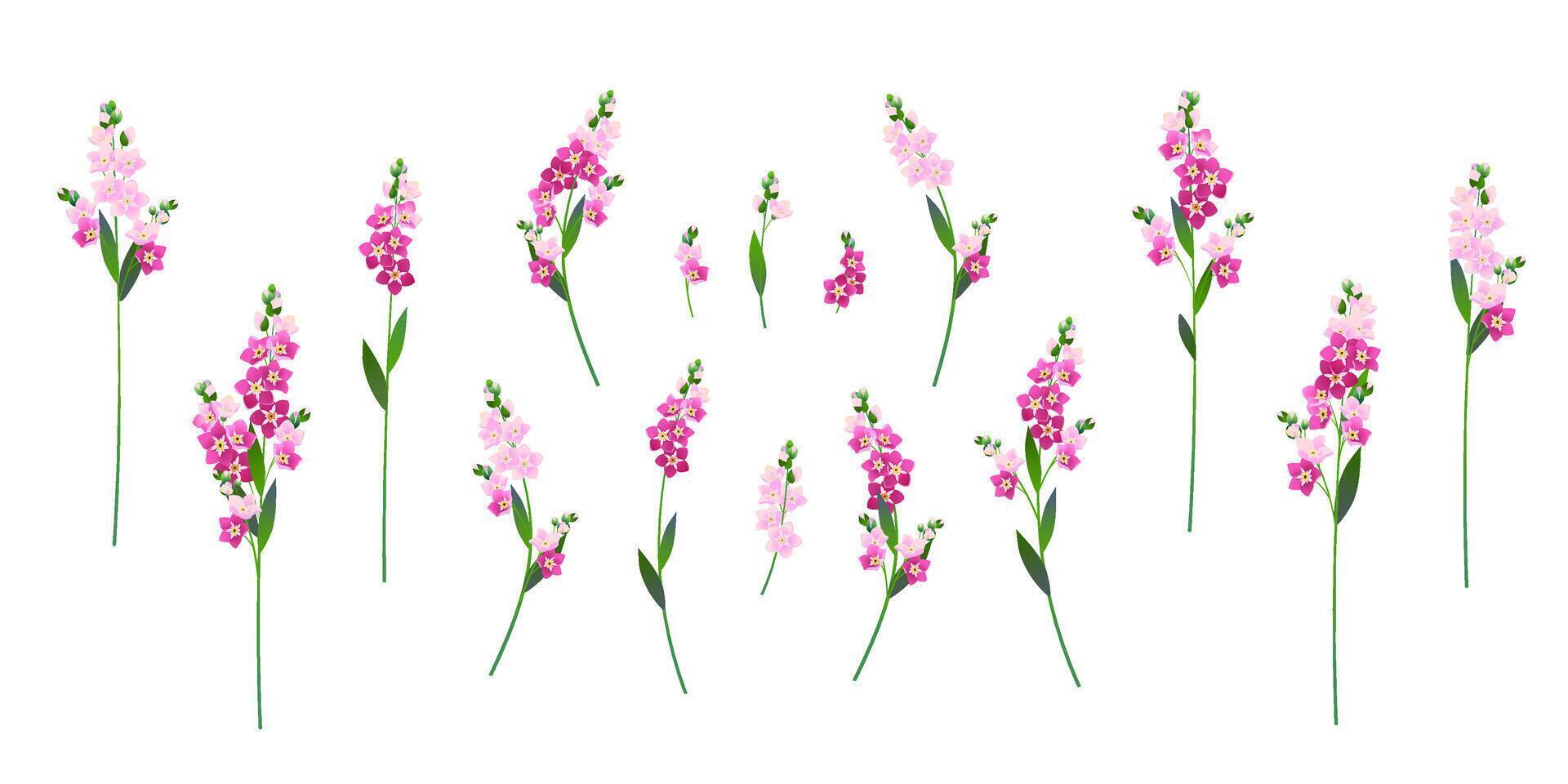 Forget Me Not Flower. Pink spring flowers vector