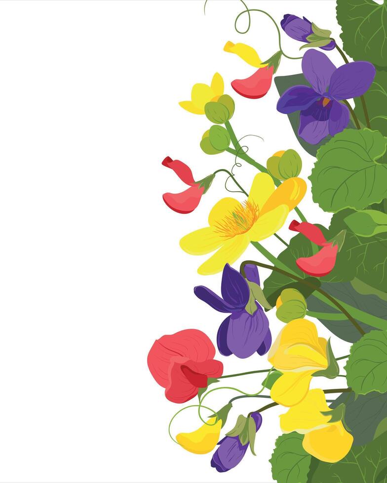 Vector wild flowers. Violet, marsh marigold, sweet pea. Herbs, herbaceous flowering plants, on a white background.